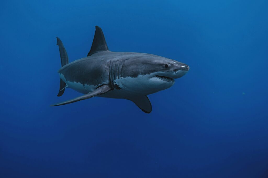 Toothless Sharks? Ocean Acidification Could Erode Predator’s Vital Weapon