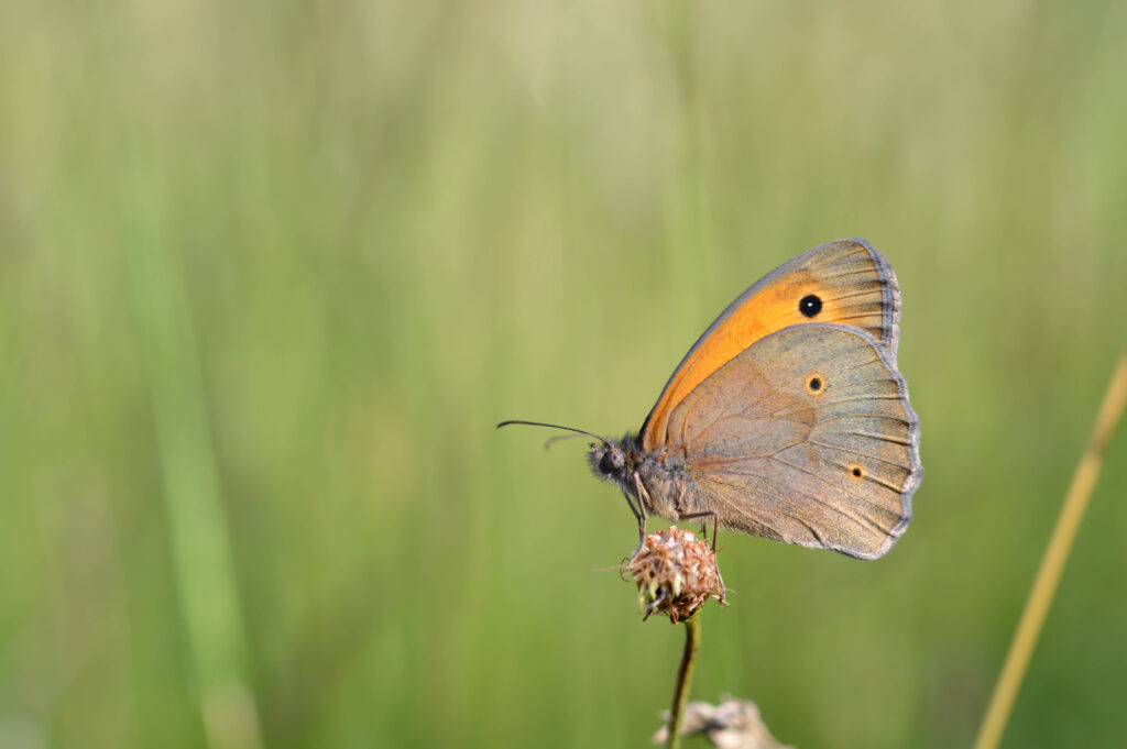 Lancashire Wildlife Trust launches project to restore rare insects