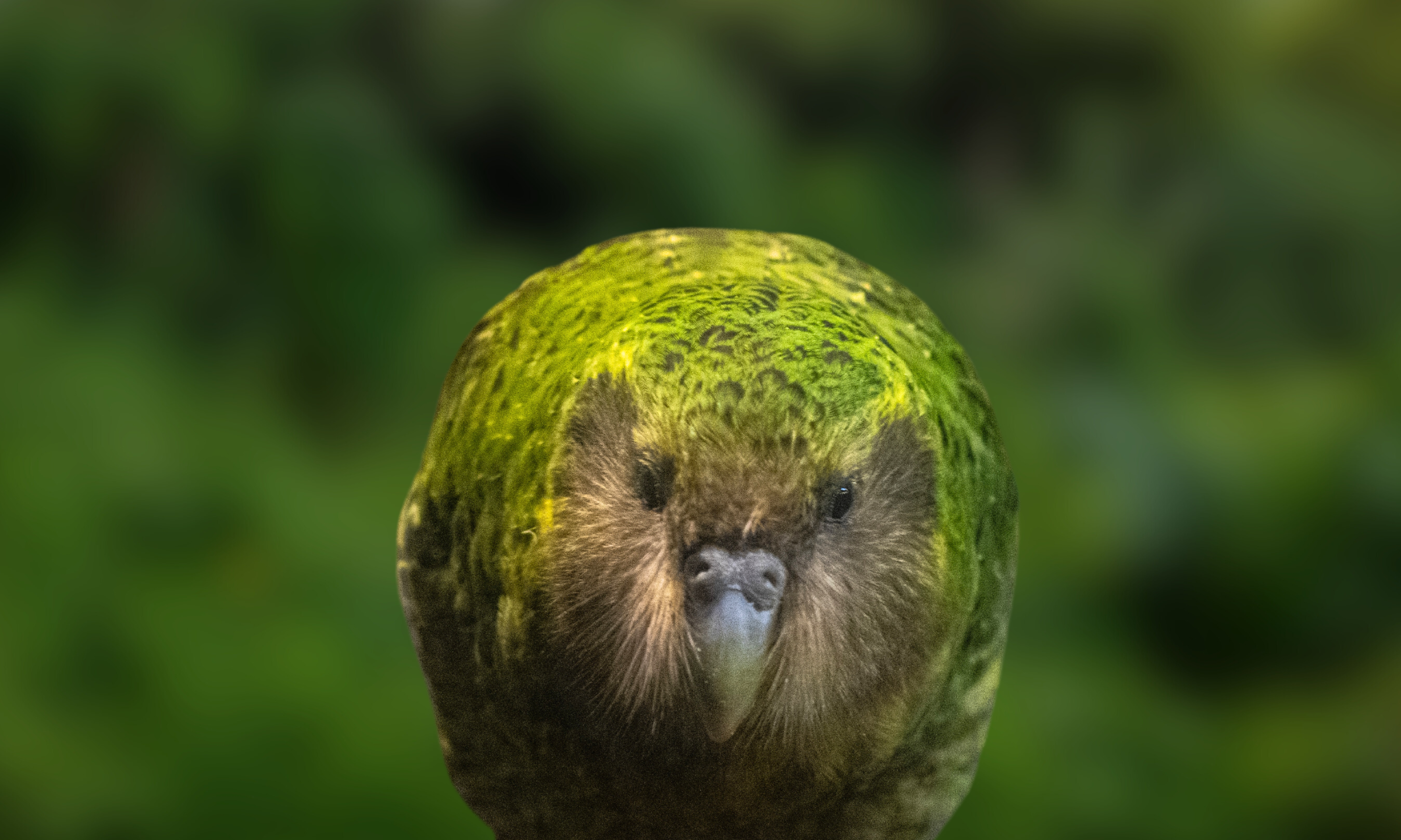 Vaccinating the World’s Rarest Birds Against Avian Flu