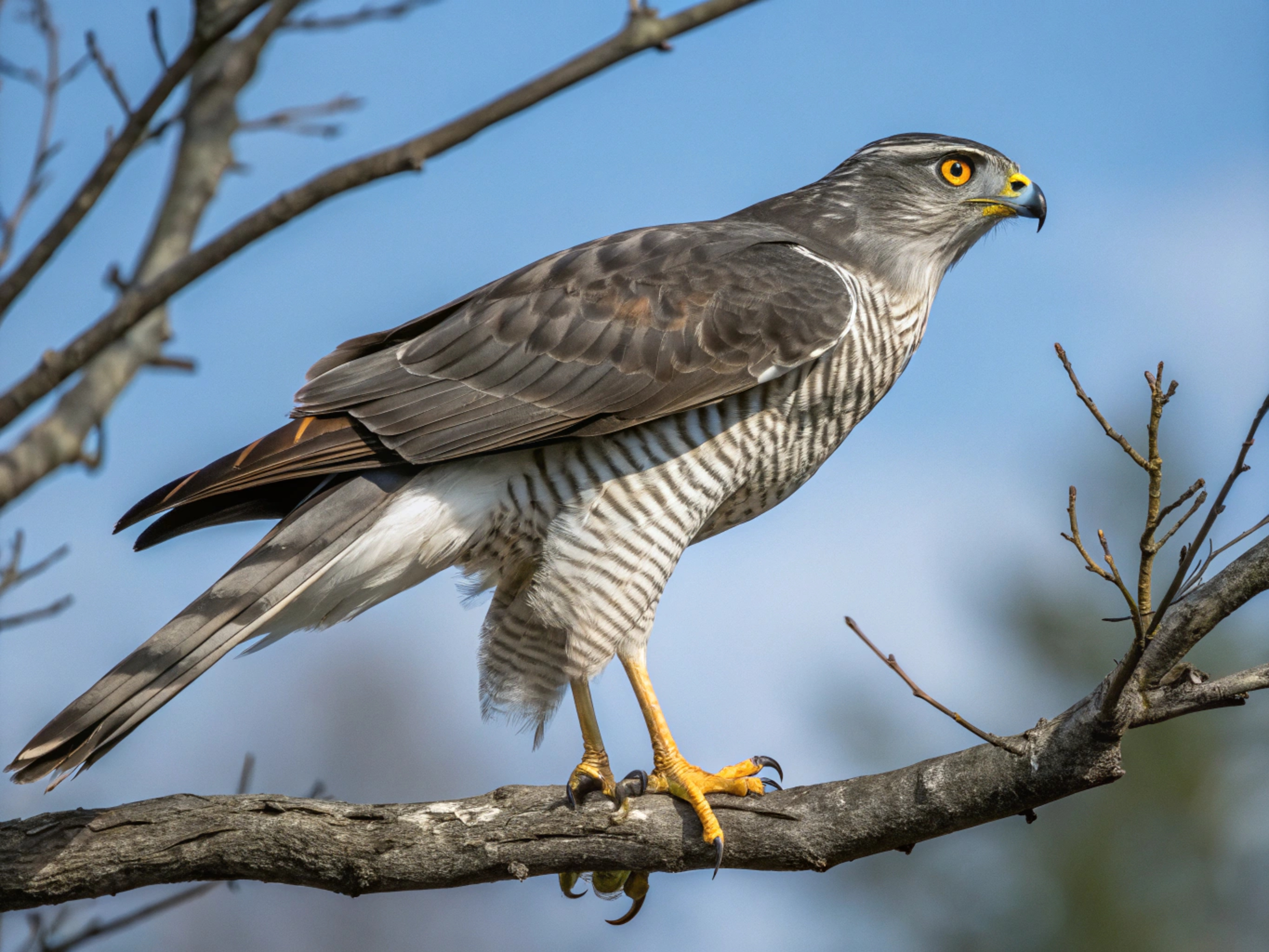 Berlin’s urban goshawks inspire UK plan to reintroduce apex raptors to cities