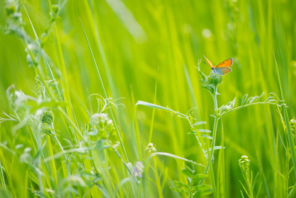Neighbouring plants warn each other about incoming stress