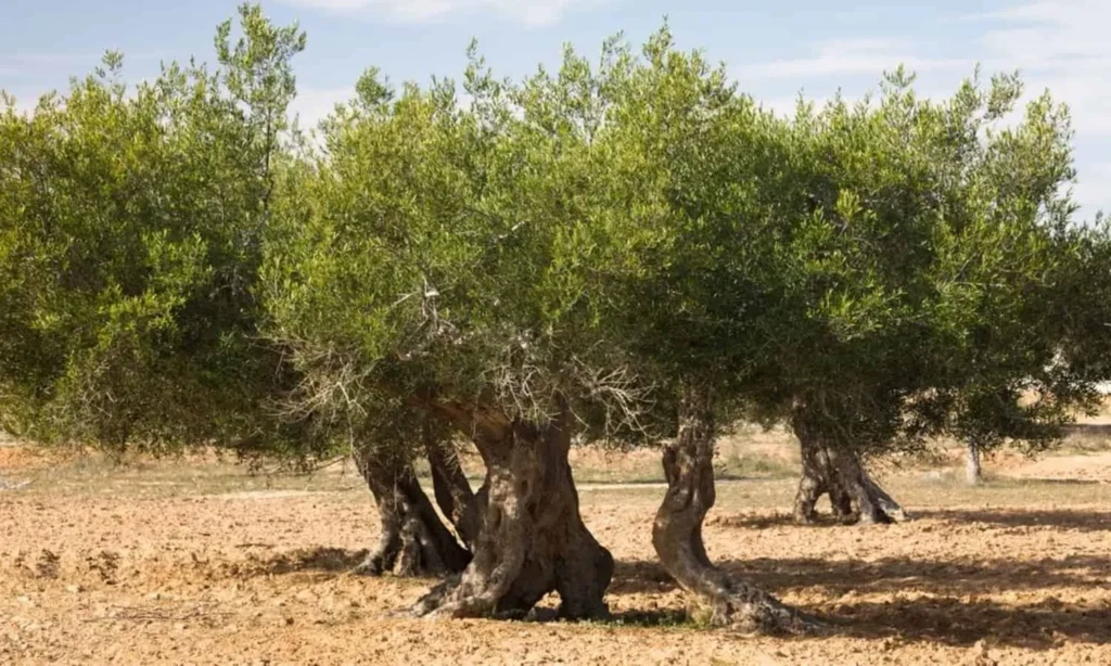 Egypt Plans New Olive Harvest Tourism FestivalEgypt Plans New Olive Harvest Tourism Festival
