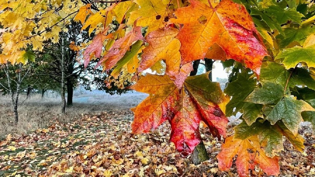 Cairo Forecast Signals Mild Autumn Weather
