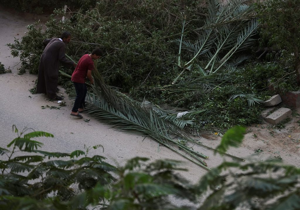 Cairo Residents Raise Concerns Over Tree Removal